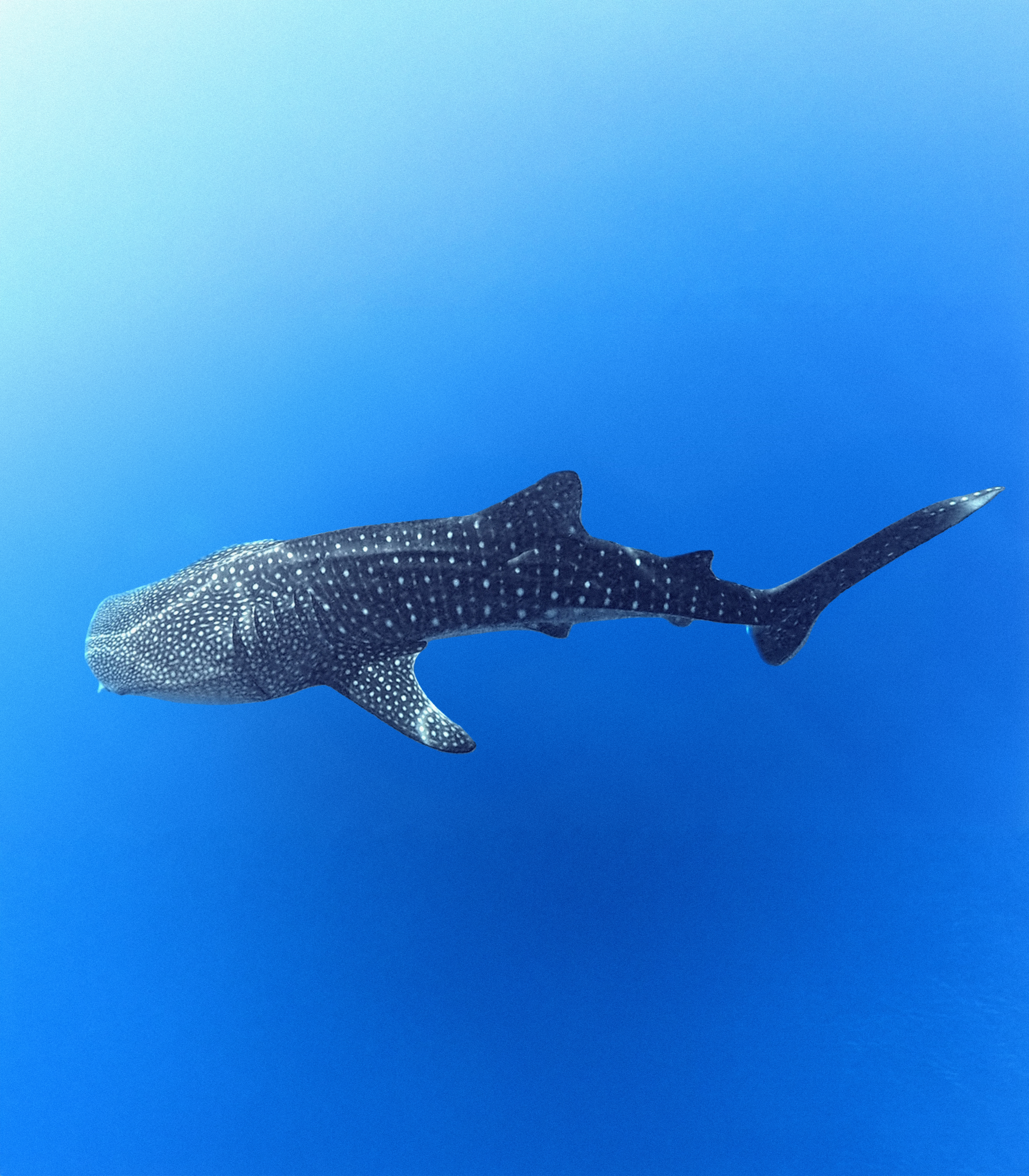 Whale Shark Expedition 