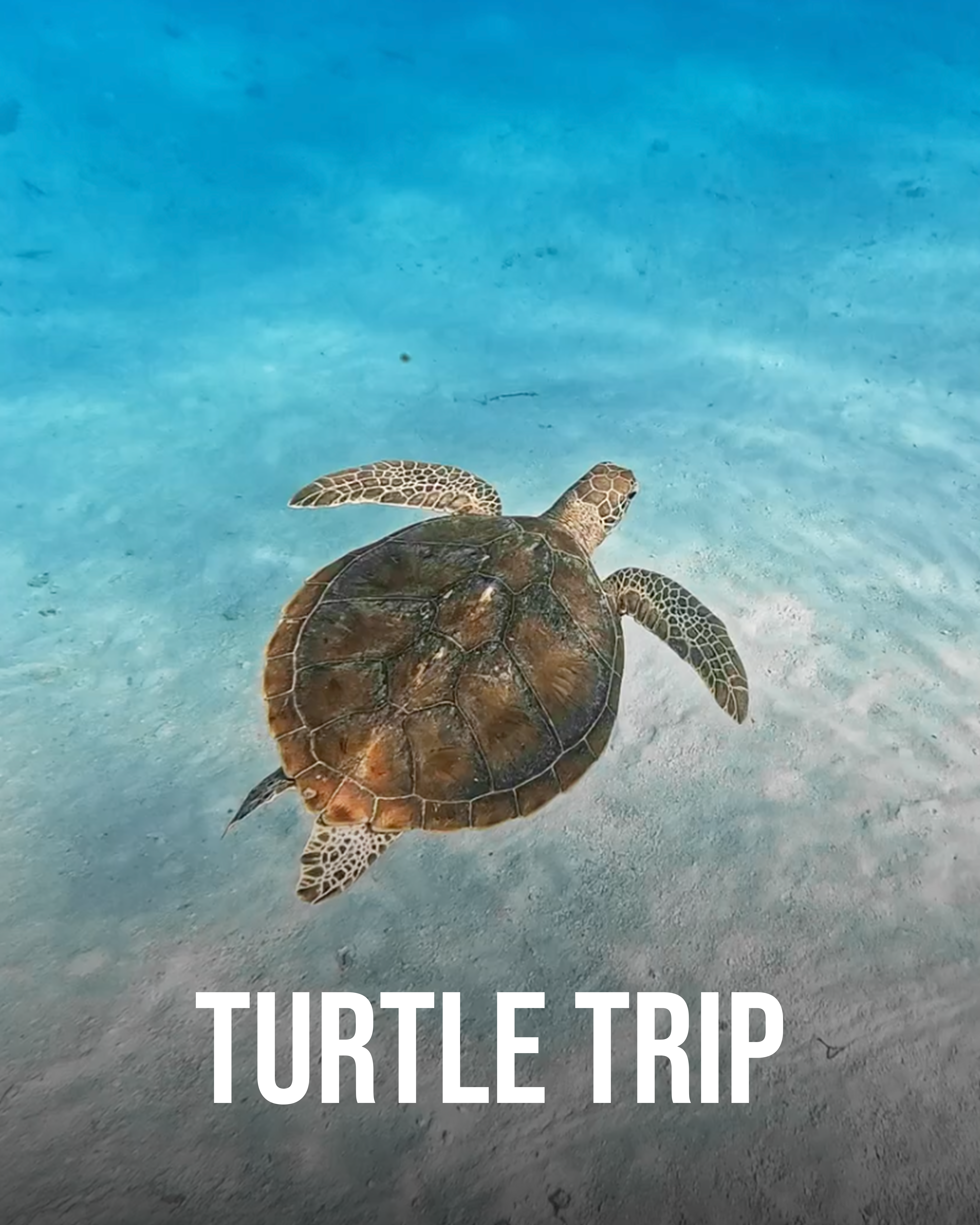 Turtle snorkel