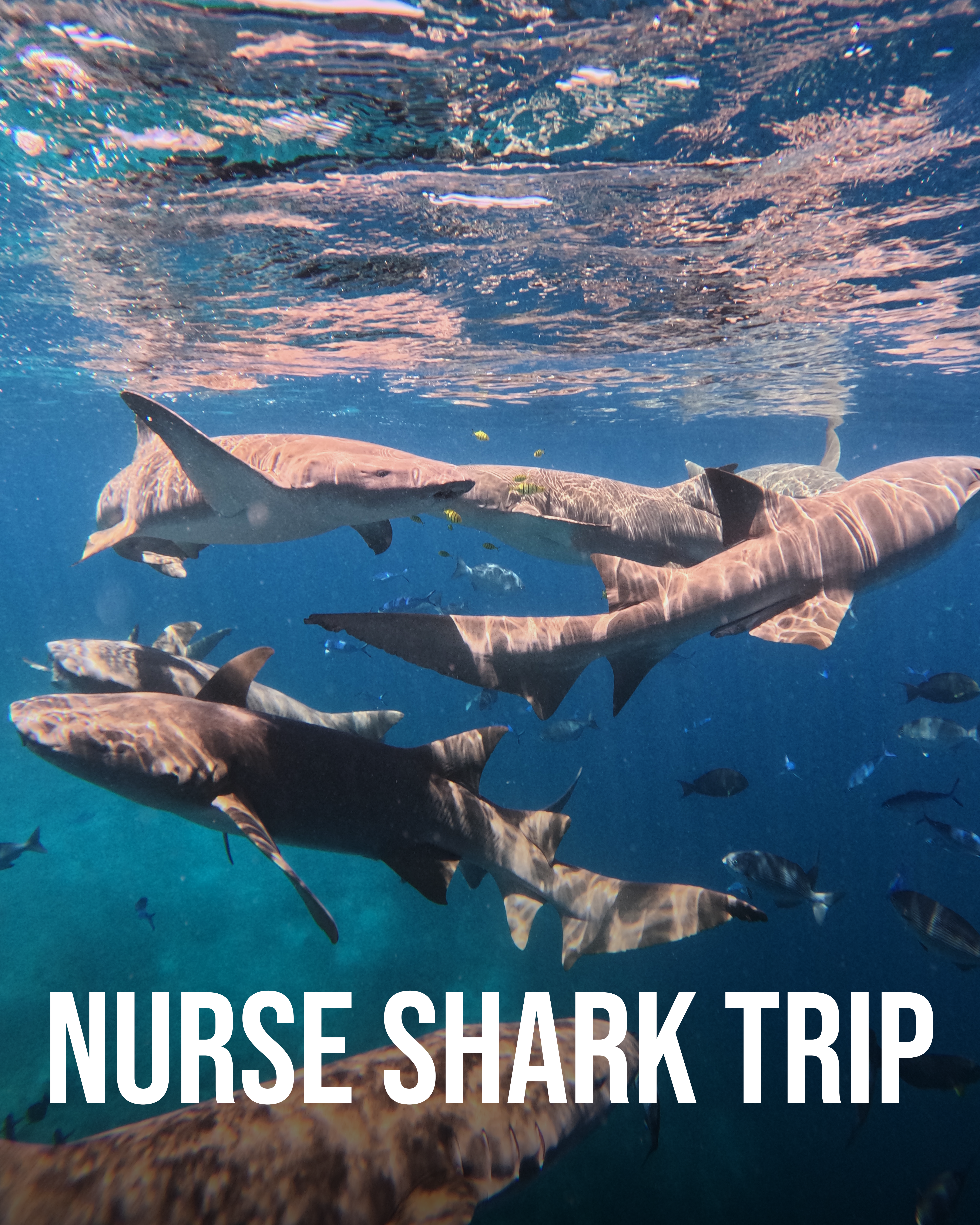 Manta & Nurse shark trip