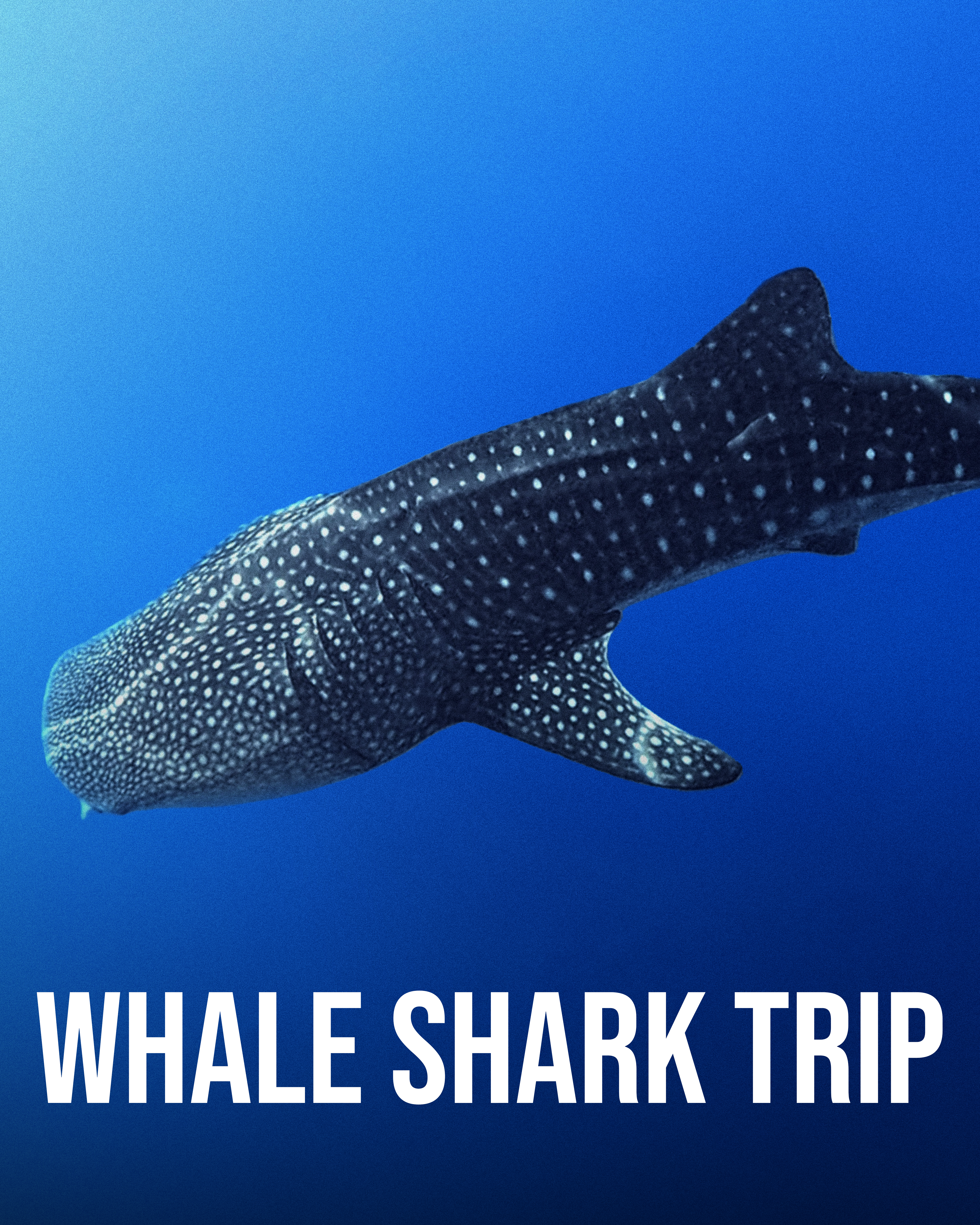 Whaleshark trip